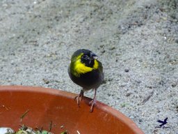 Tiergarten Schönbrunn am 27.01.2026